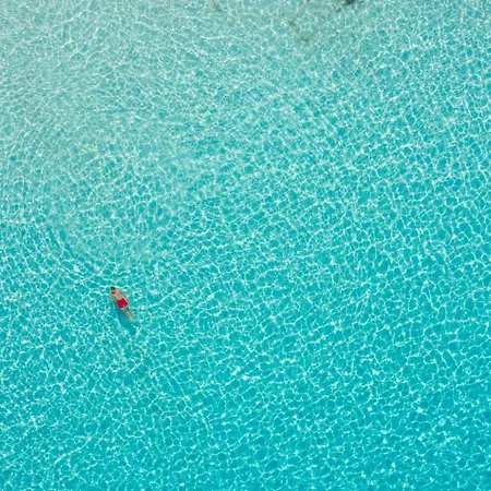 Dolphin 1 *